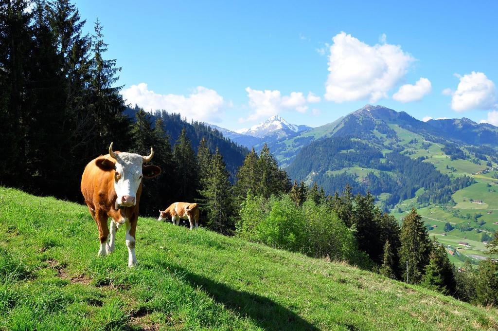 Sonnegg Hotel Zweisimmen Eksteriør billede